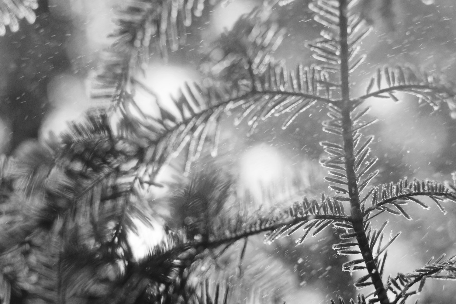 全新长风之歌深度赏析