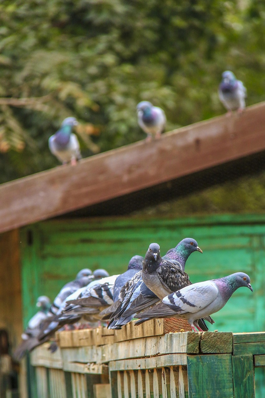 大香蕉最新作品，音乐与艺术的融合之美探索