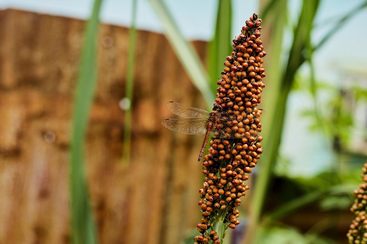 农业绿色革命,新型抗虫棉花助力可持续发展