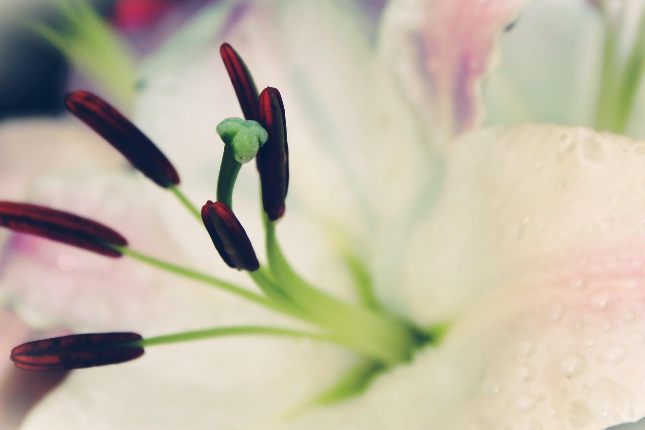 动漫百合花，绽放的艺术之美惊艳视觉！