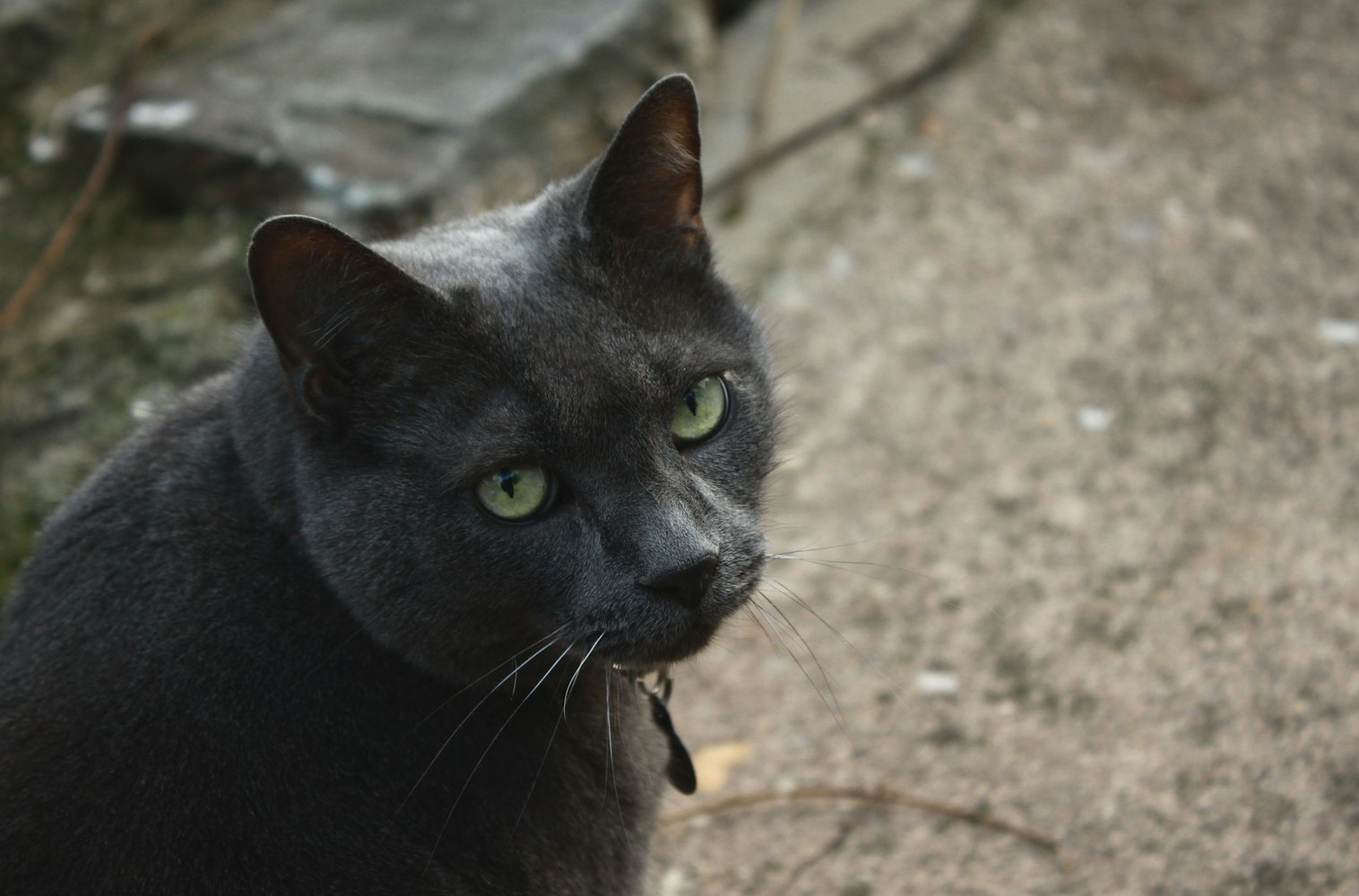 麻城荣新动态，先锋力量引领城市蓬勃发展