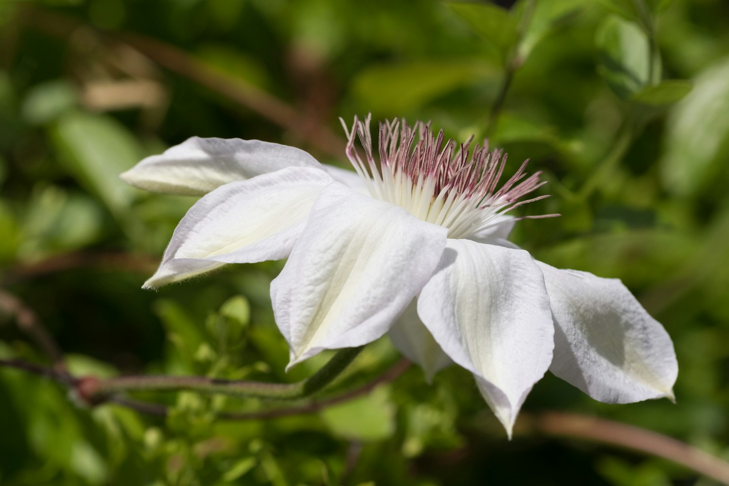 麻城荣新动态,先锋力量引领城市蓬勃发展