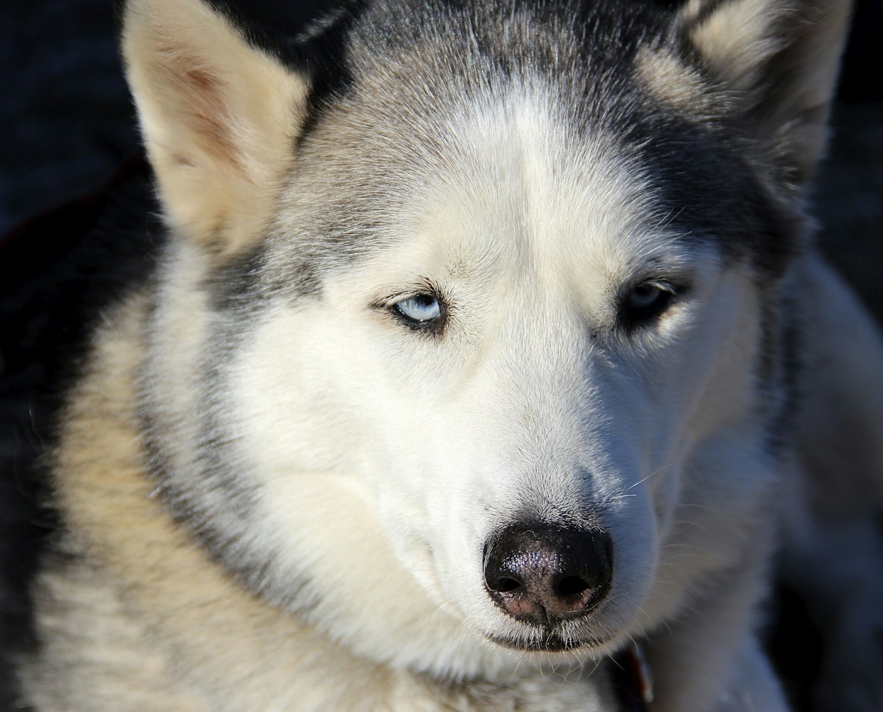 最新米小圈动态揭秘，成长之路的探索历程