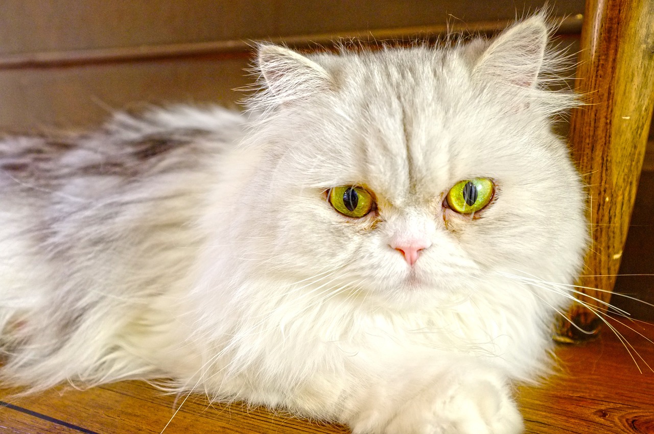 双眼皮手术价格解析,一次割双眼皮需要多少钱?