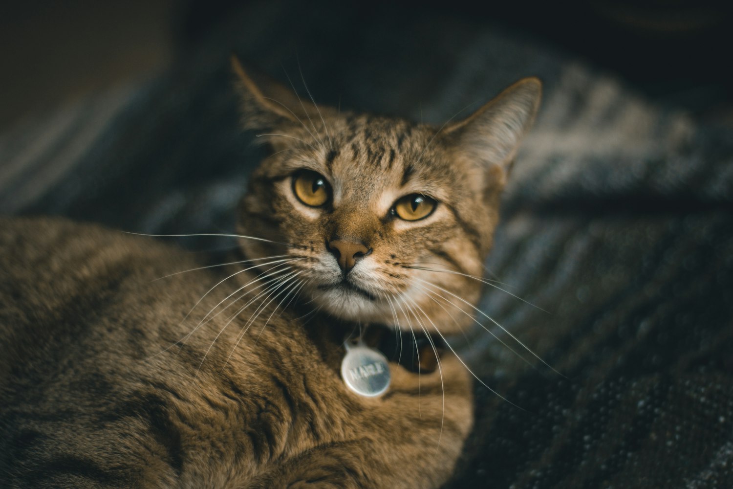 快猫新版本，探索、创新与用户体验的完美结合