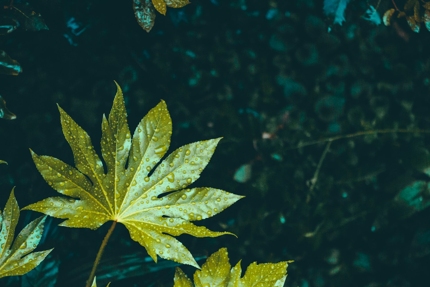 梧桐树行情,城市绿化与生态价值的体现