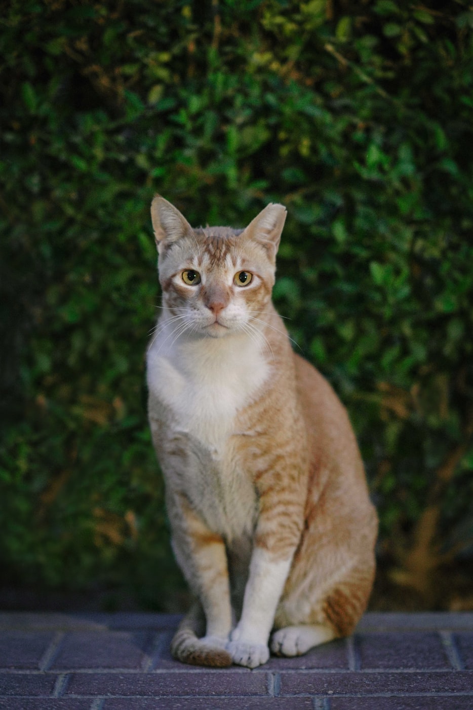 猫咪最新版，时尚与实用的完美融合