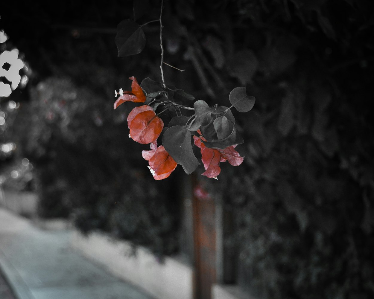 二次元浪漫之旅，动漫男生情侣头像探索