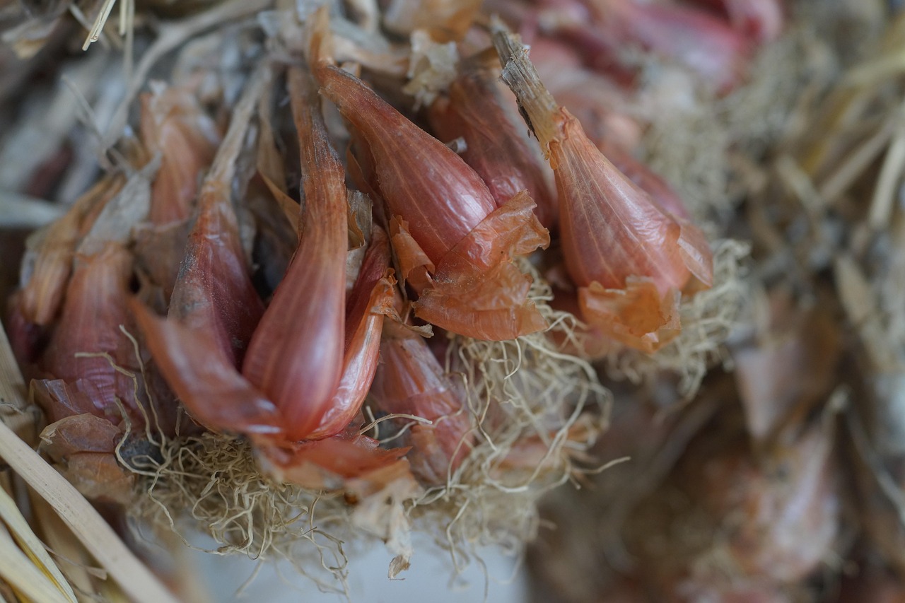 中国石化最新油价动态及其市场影响分析