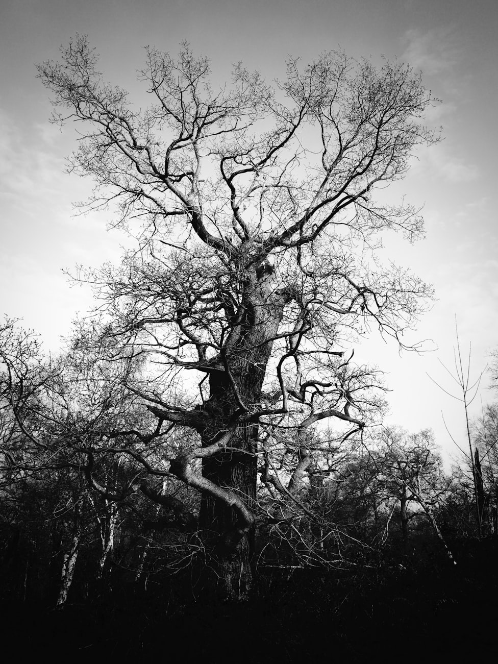 动漫头像黑白女生,展现独特魅力与风采