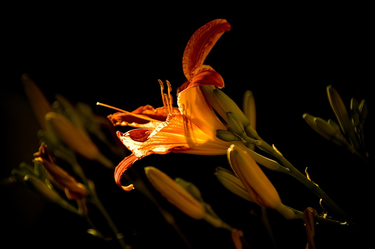 电影中的白百合魅力绽放，银幕与现实的完美融合