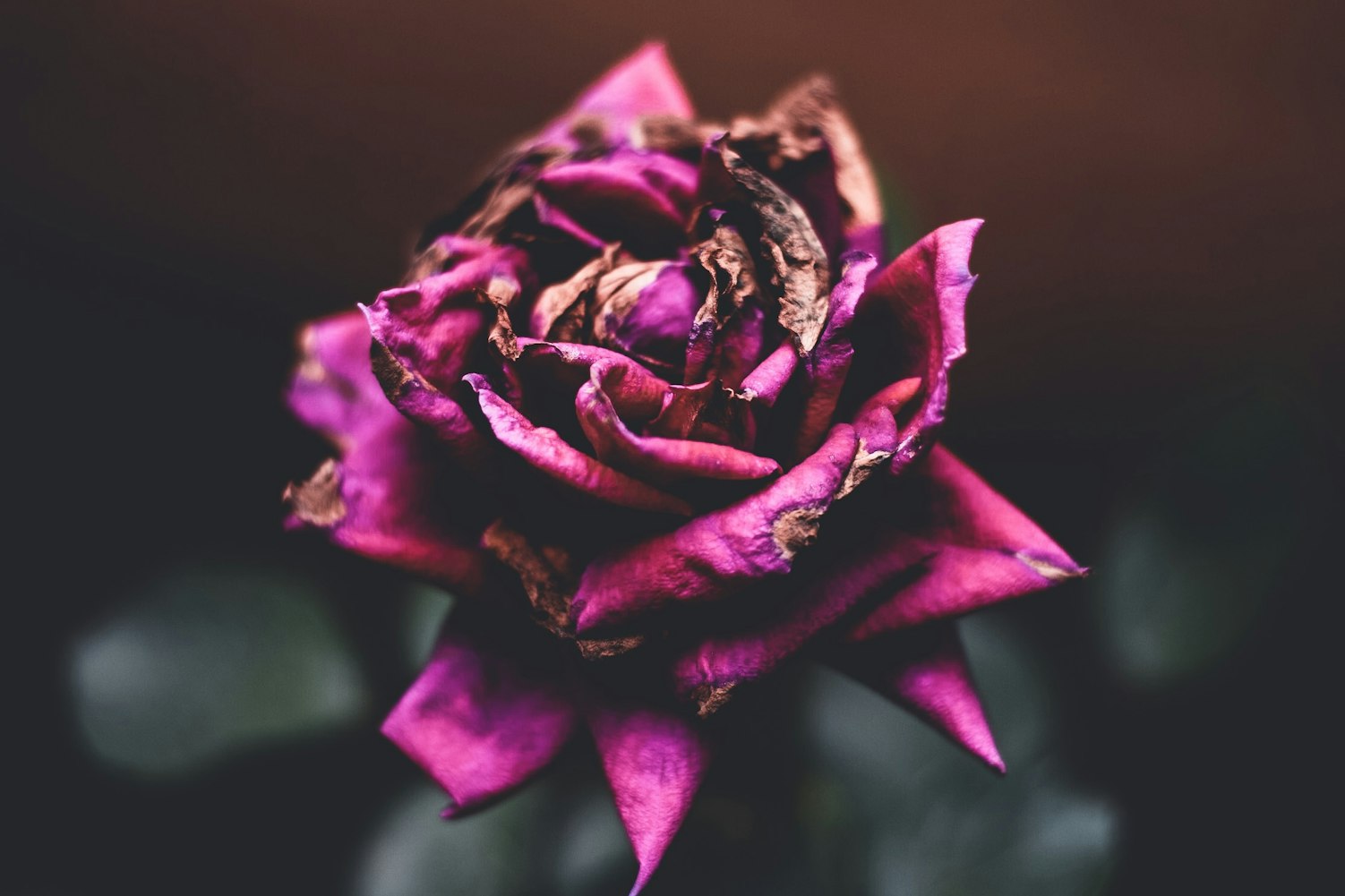 韩国最新选情动态，多元格局下的政治变迁、未来展望与展望